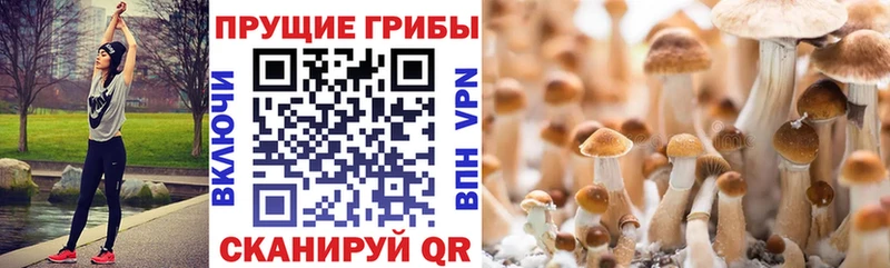 закладка  Электросталь  mega вход  Псилоцибиновые грибы ЛСД 